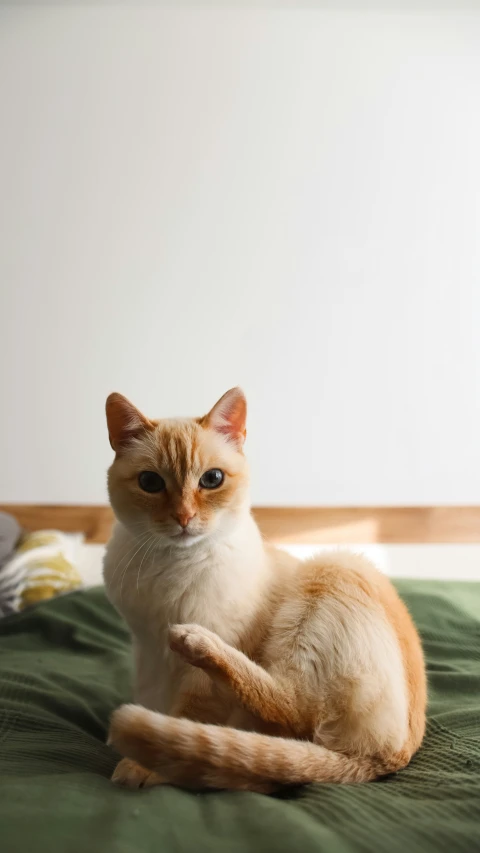 a tan and white cat sitting on top of a green bed