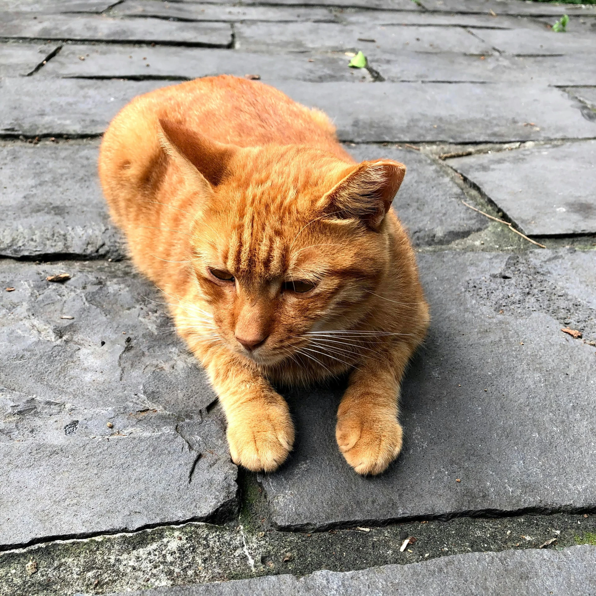 an orange cat looking to the left laying on a paved surface