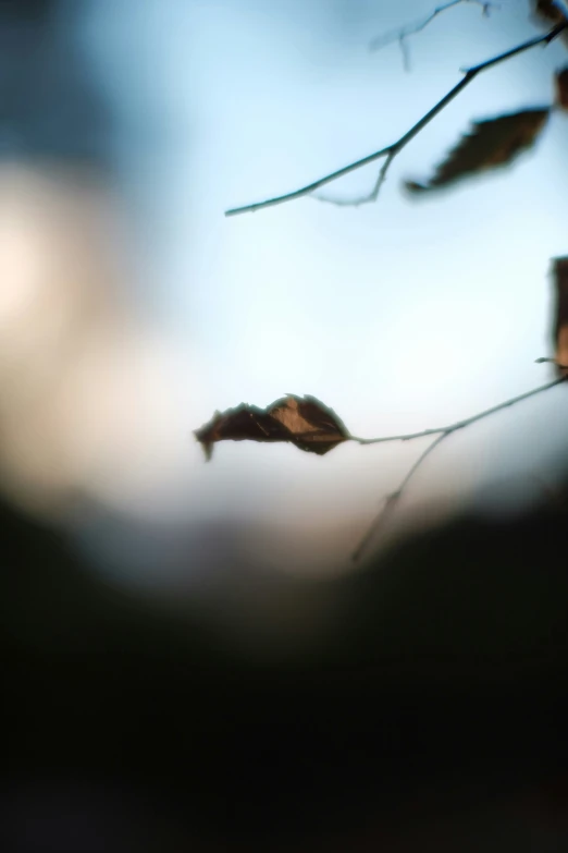 a blurred picture with a leaf and some other nches