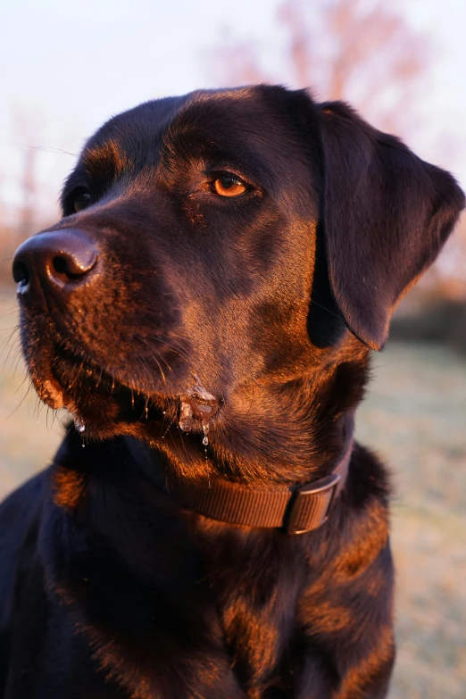 black dog with brown collar in grassy area