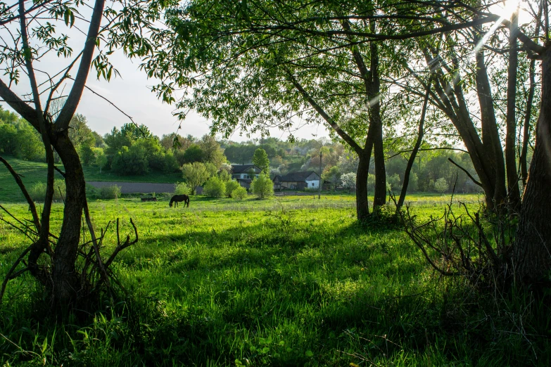 a horse grazing in the grass between trees