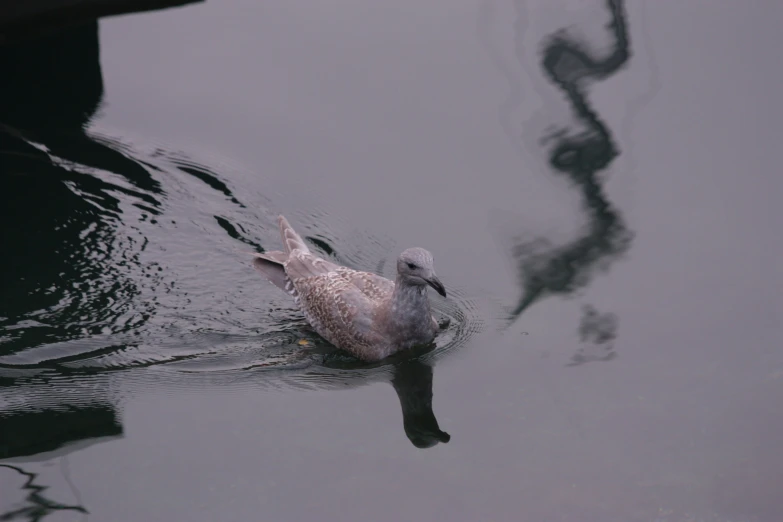 a bird floating on the surface of the water