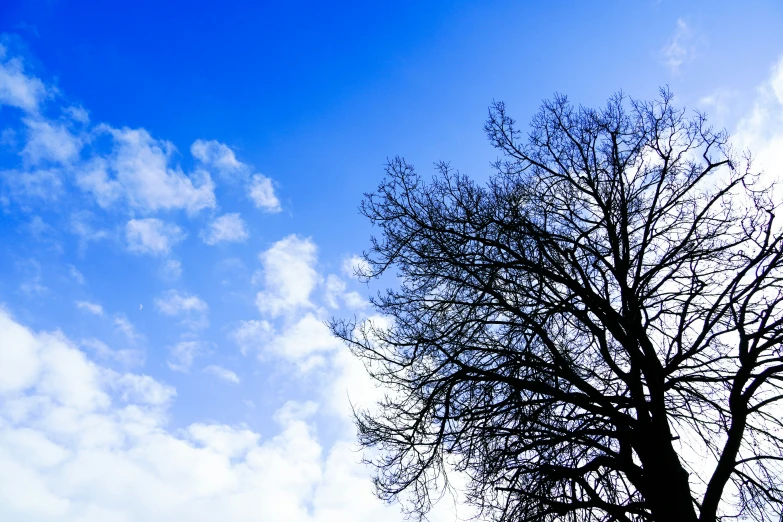 the top of a leafless tree with blue sky in the background