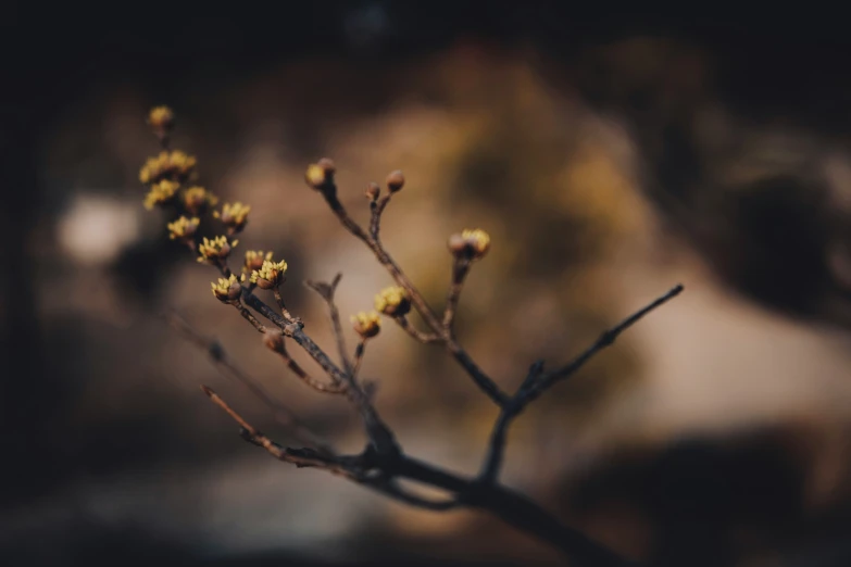 a plant with yellow flowers in its blooming process