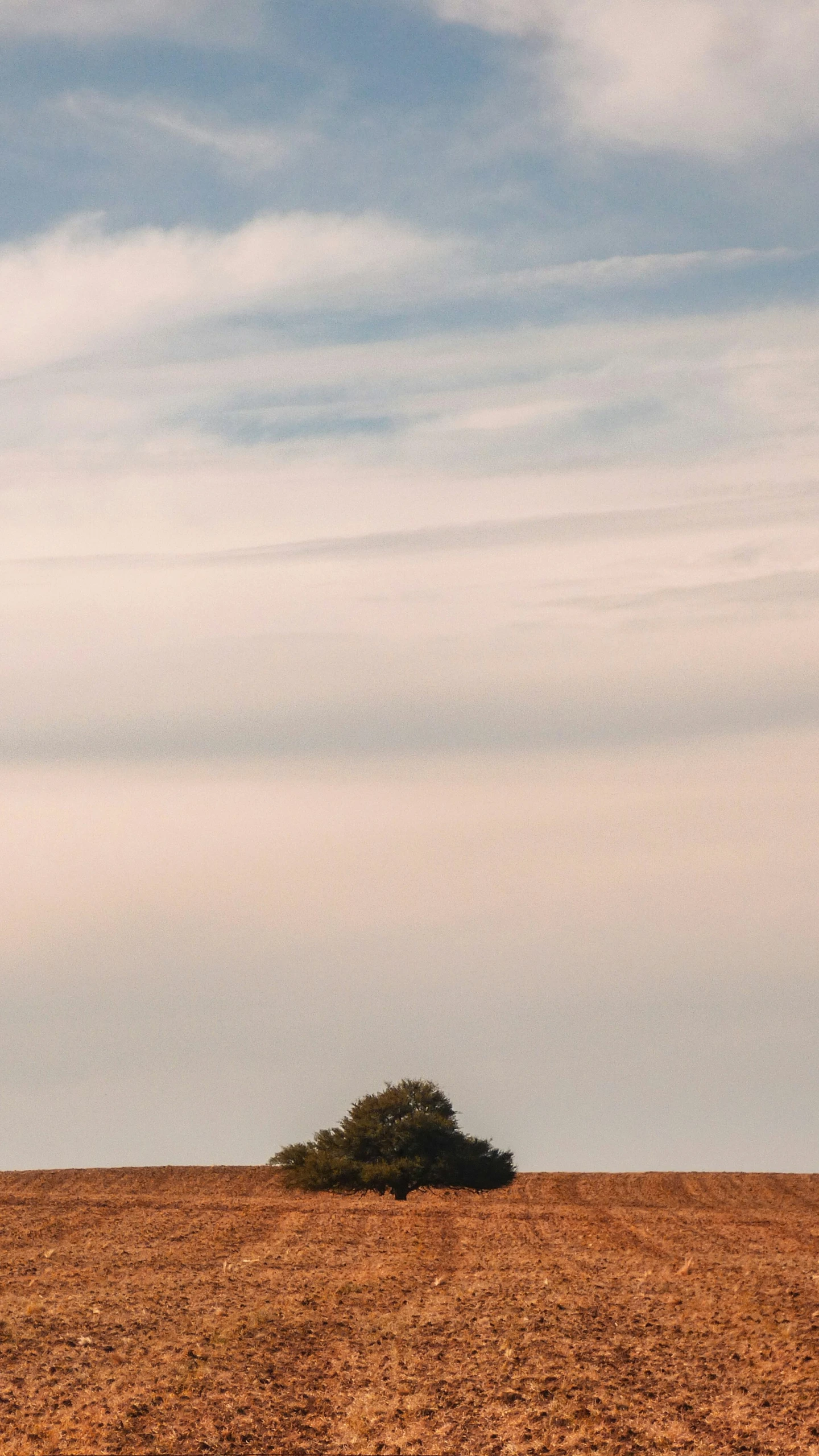 a single tree is standing out in the distance