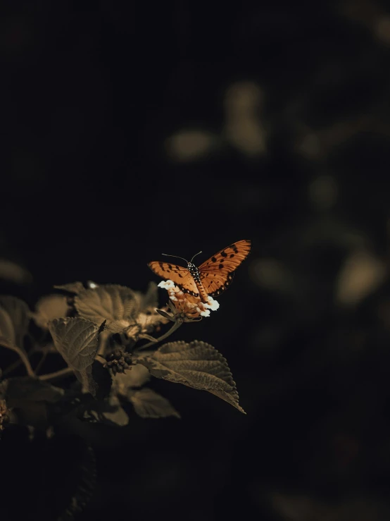 the erfly is resting on the large leaf