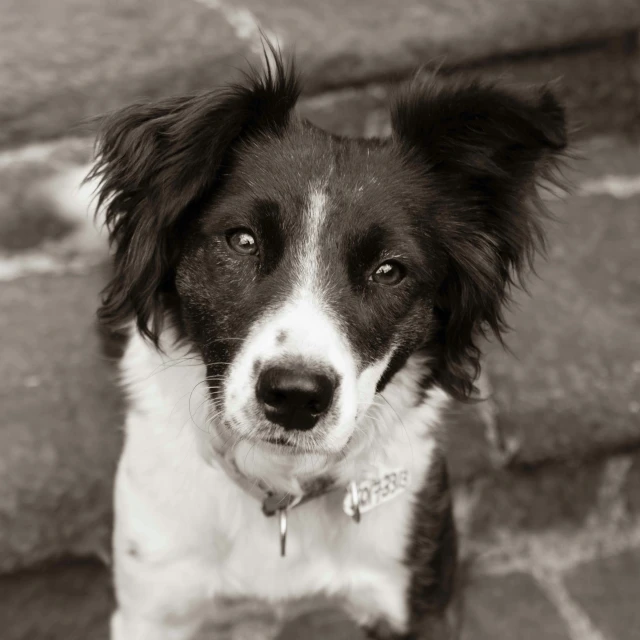 a close up of a dog sitting in front of stairs