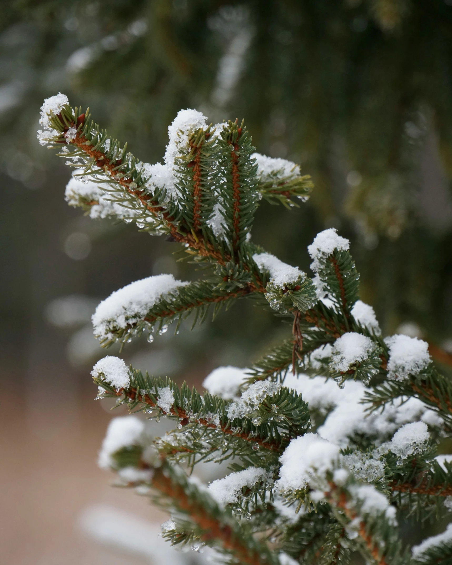 a close up of a pine tree nch covered in snow