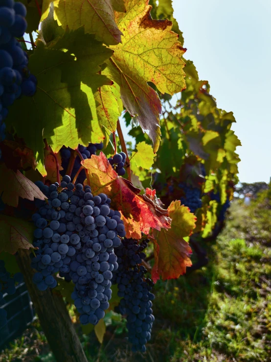 g clusters on vines in a vineyard