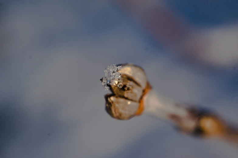 a close up of a small flower in a close up image