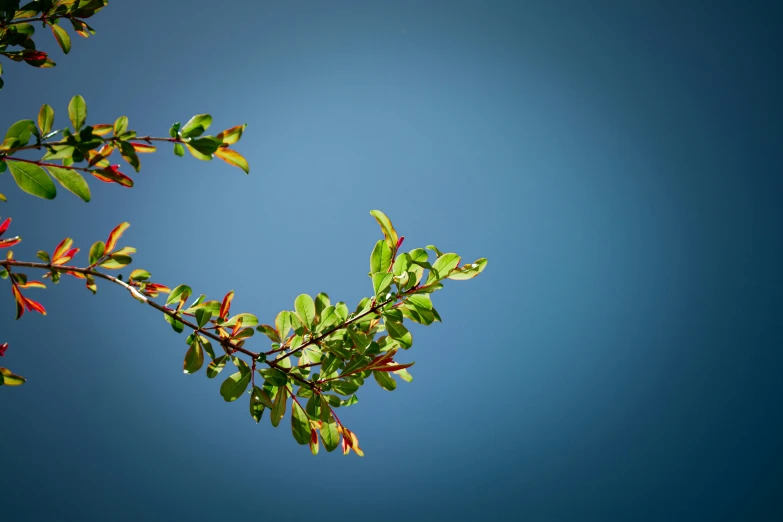 a tree nch is in front of the blue sky