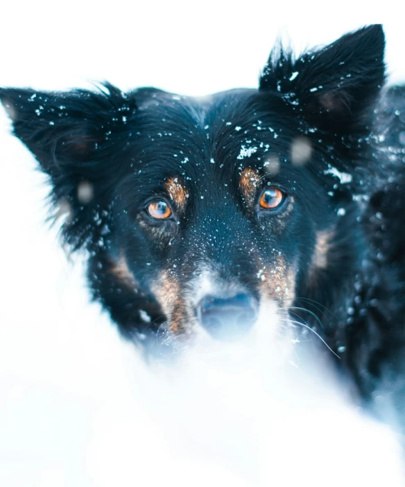 a dog that is looking through the snow