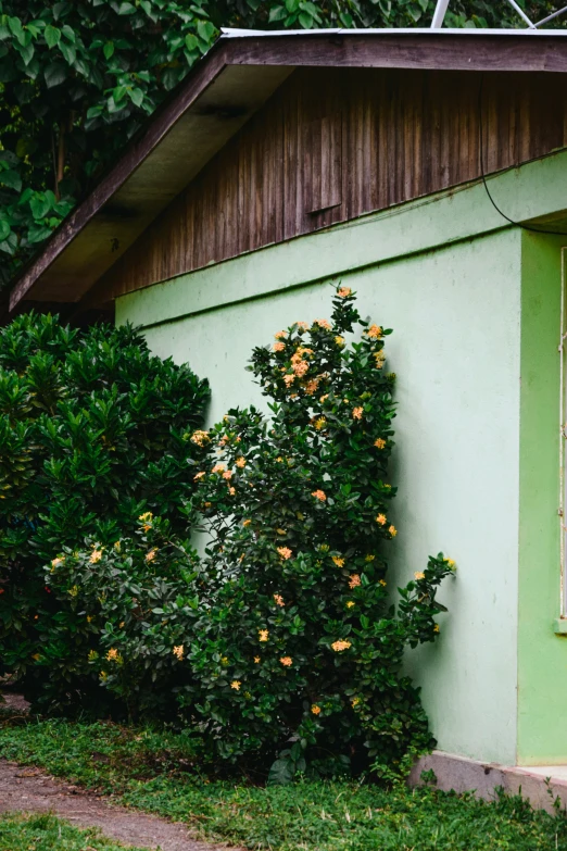 a house with a bush that is growing out of it