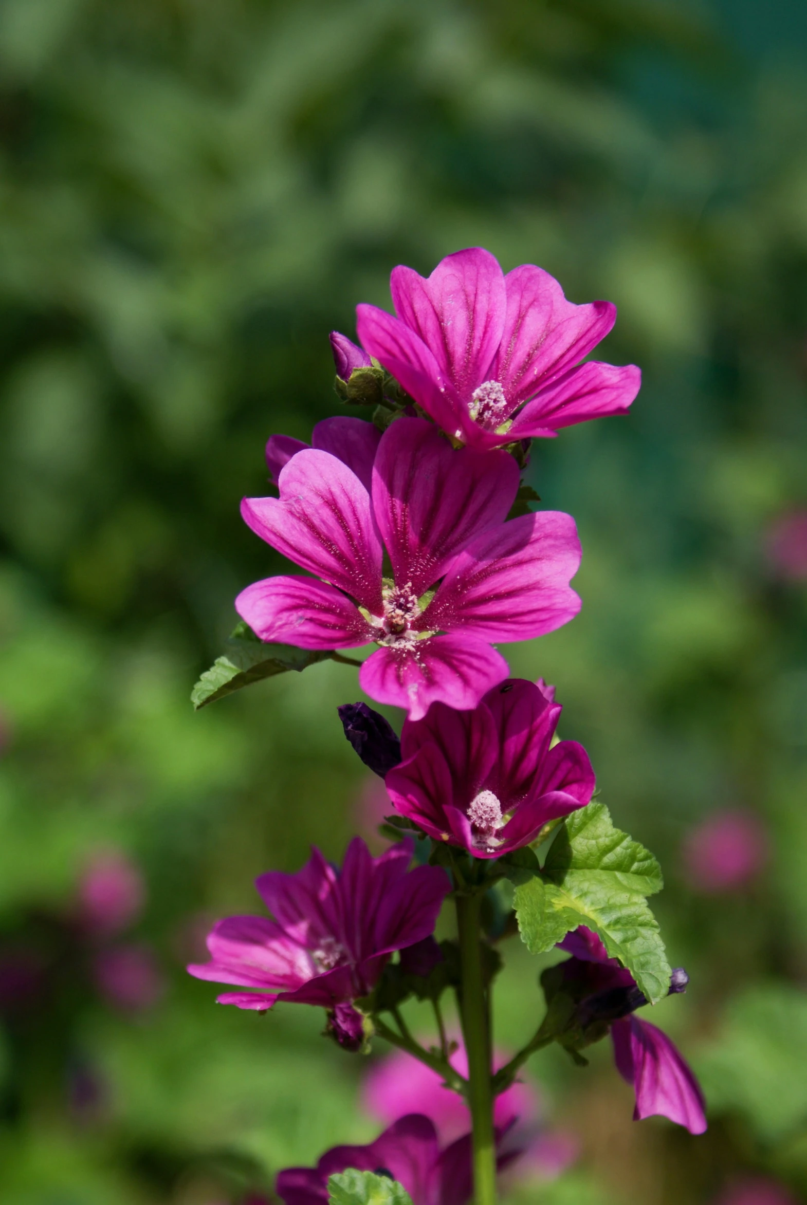 a small pink flower with green leaves in the foreground