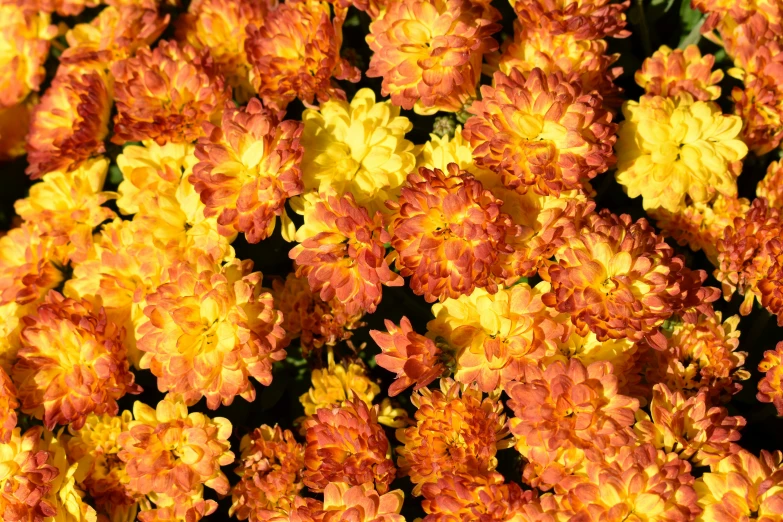 a group of orange flowers in an arrangement