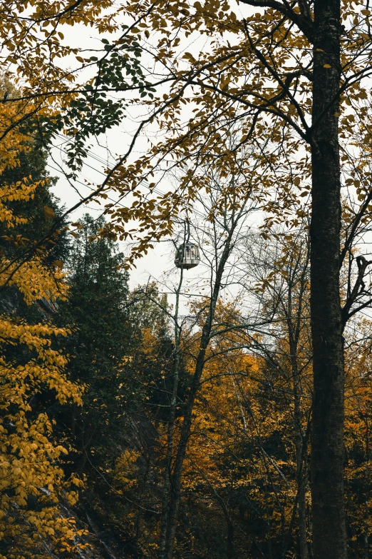 trees with autumn colors in the foreground and grey sky