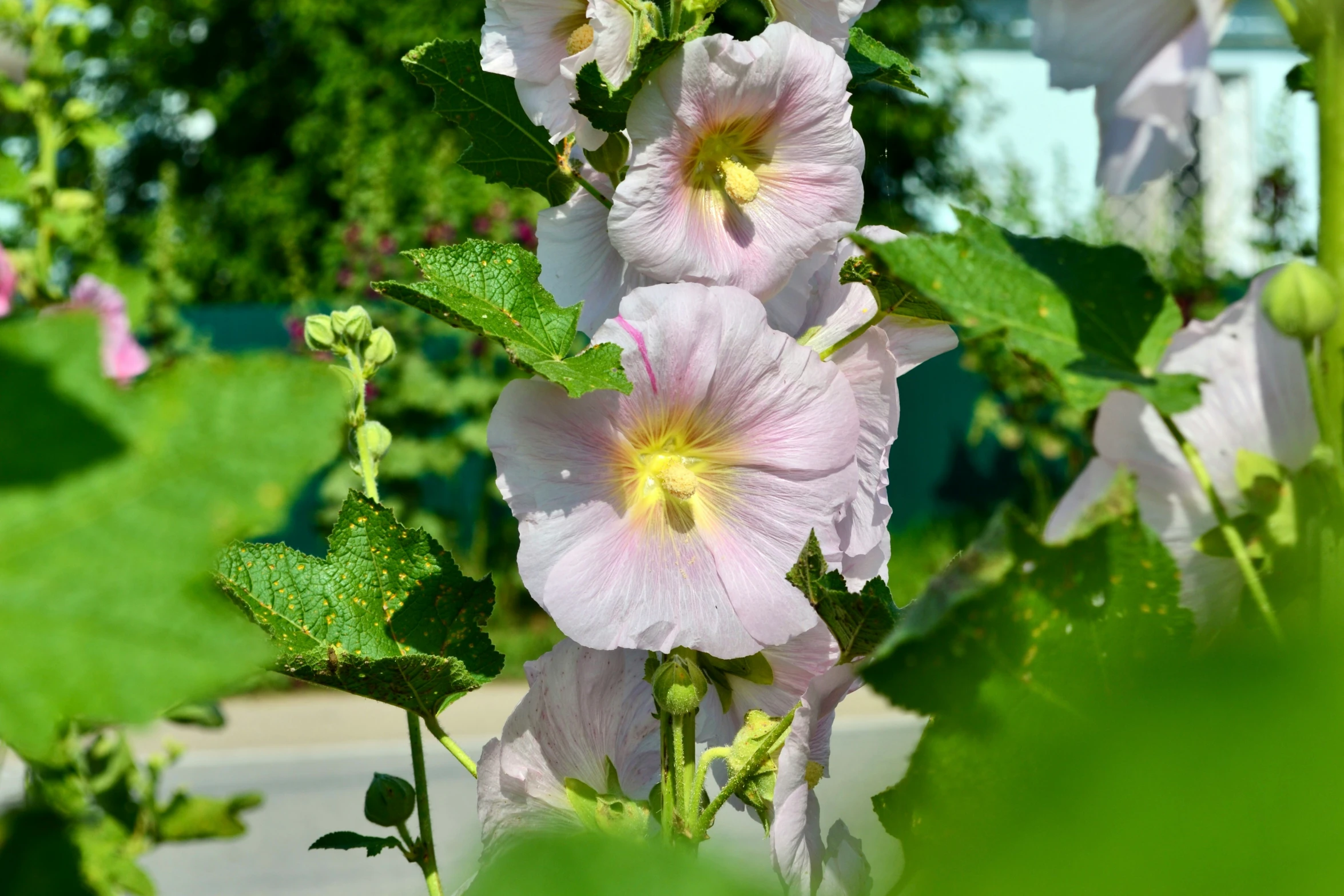 pink flowers are shown from behind the green leaves