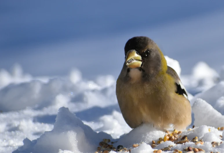 a yellow and brown bird is standing in the snow