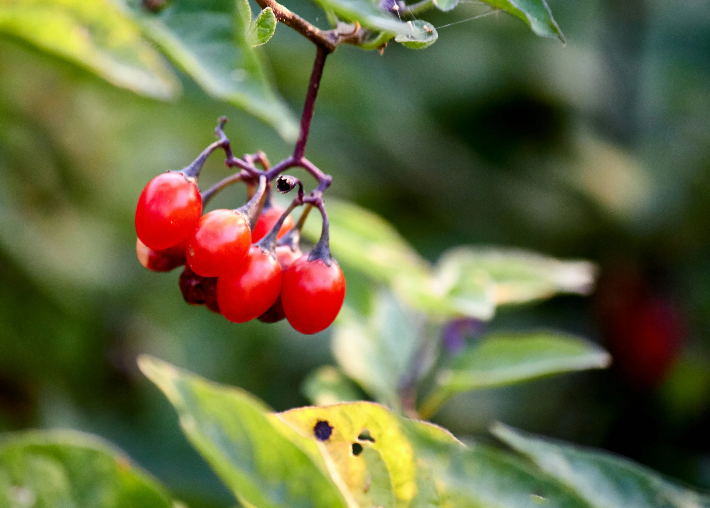 a close up of some red berries on a nch