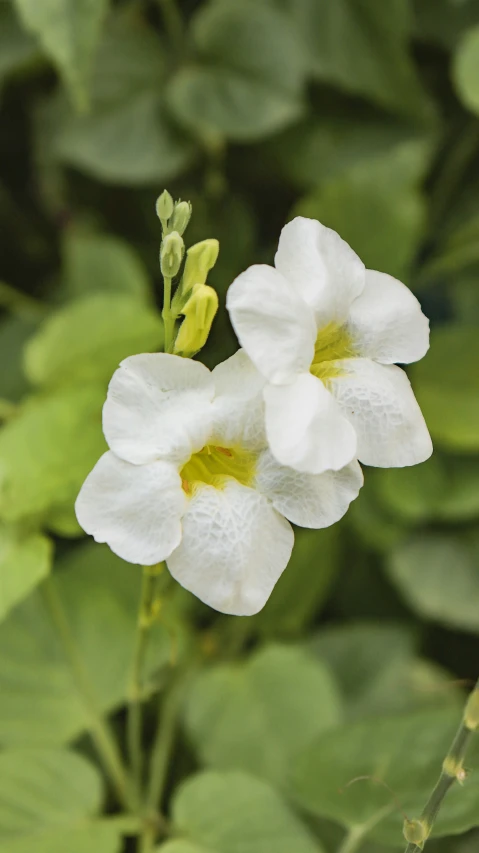 a close up of white flowers in front of green leaves