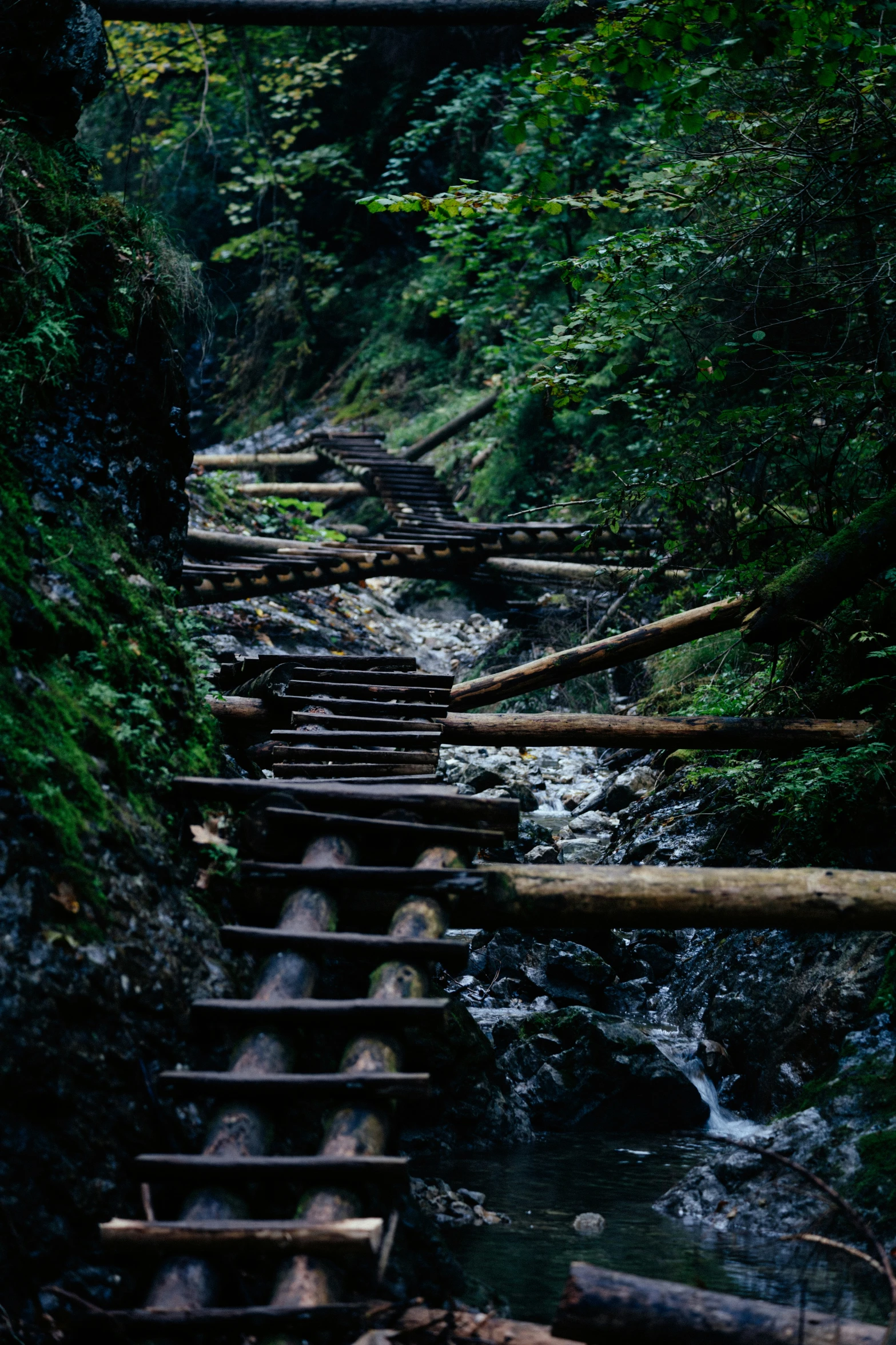 a stair - flight staircase in the middle of a forest