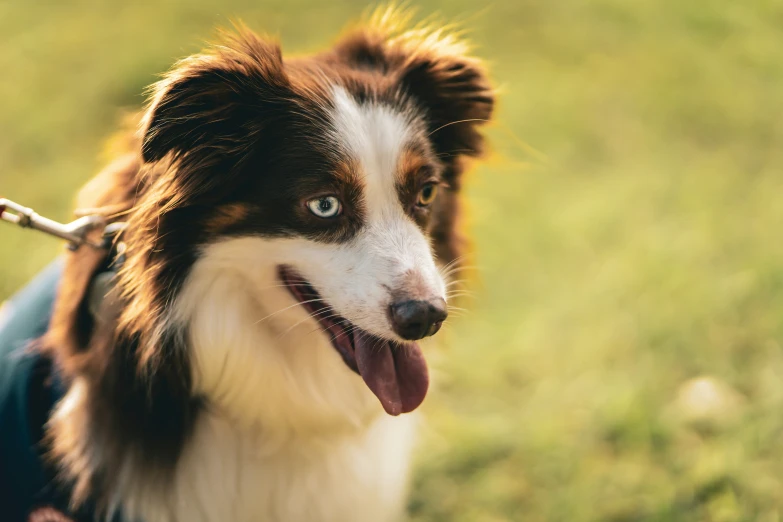 a small dog with a big smile on its face