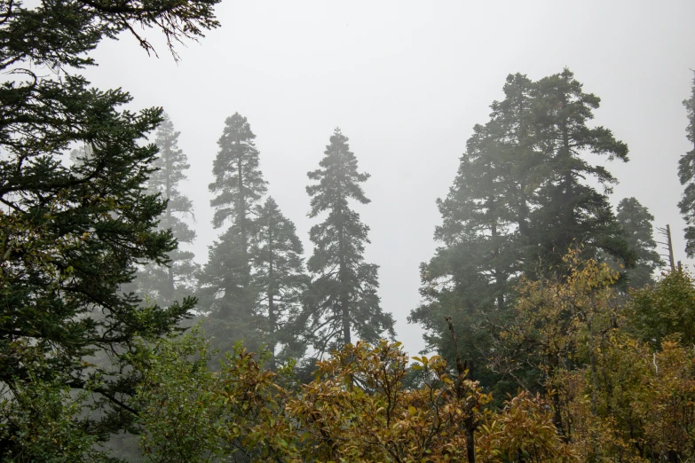 trees in the distance with fog in the sky