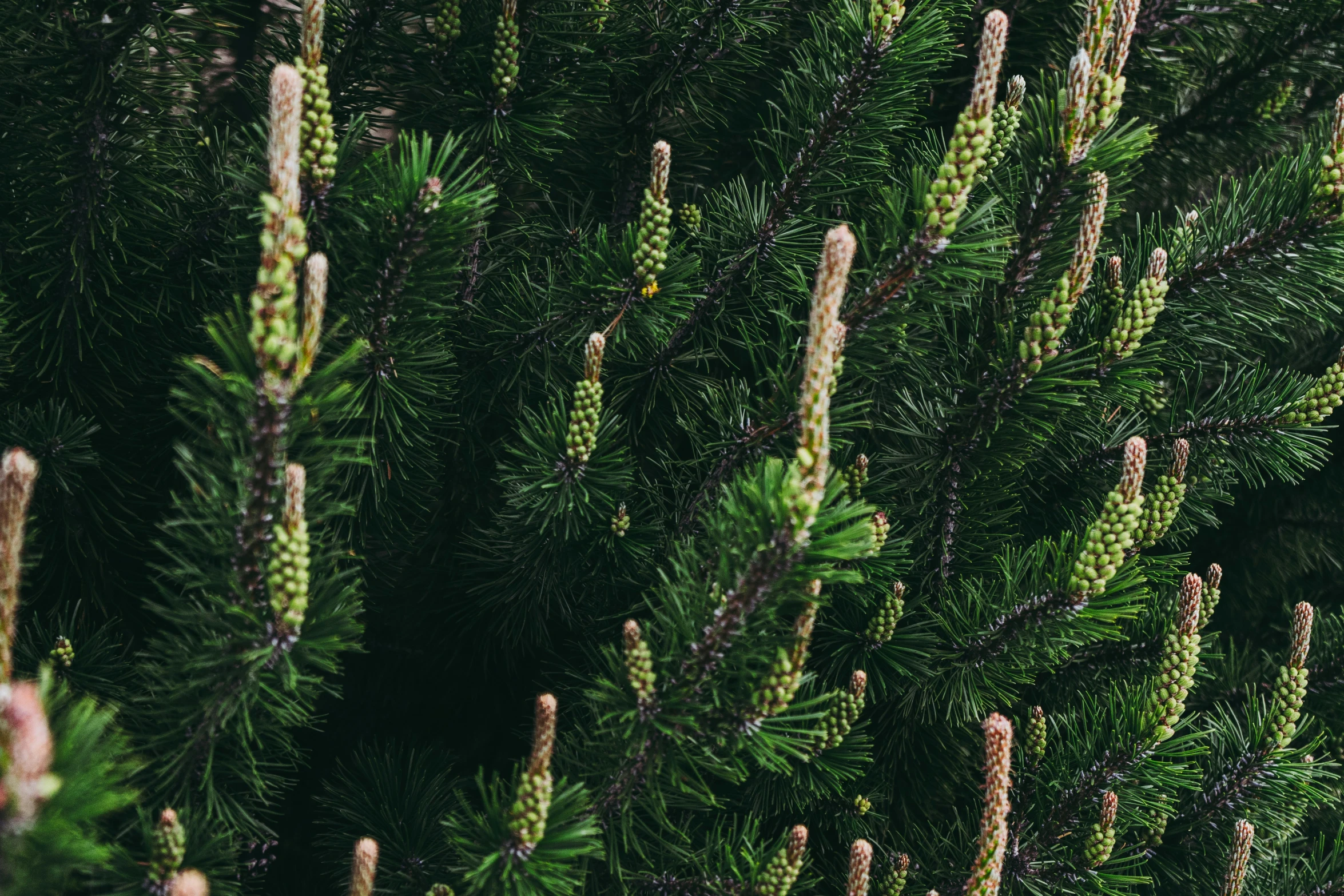 a close up of pine needles and the leaves