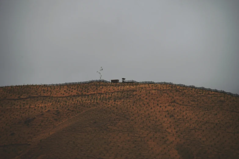 two cows on a dry terrain near a lonely tree