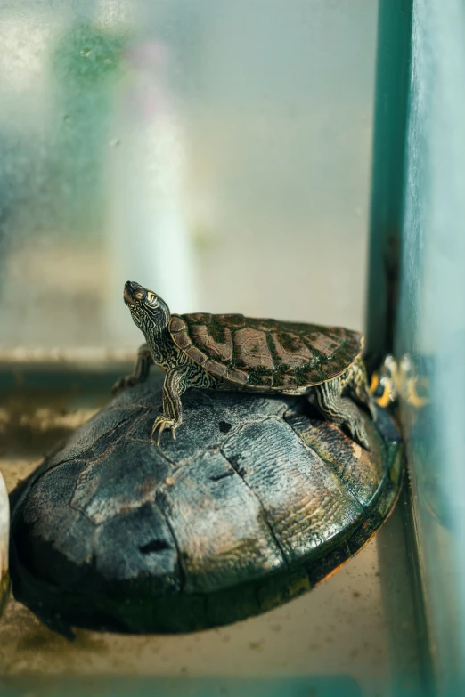 two turtles are sitting on top of each other