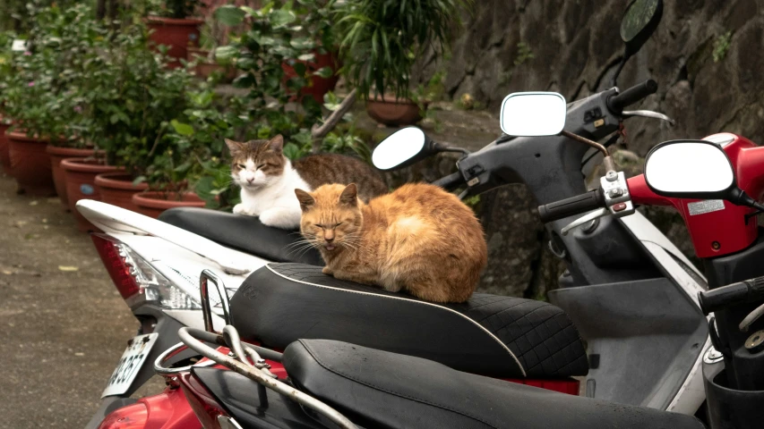 two cats sitting on a motorcycle and facing the camera