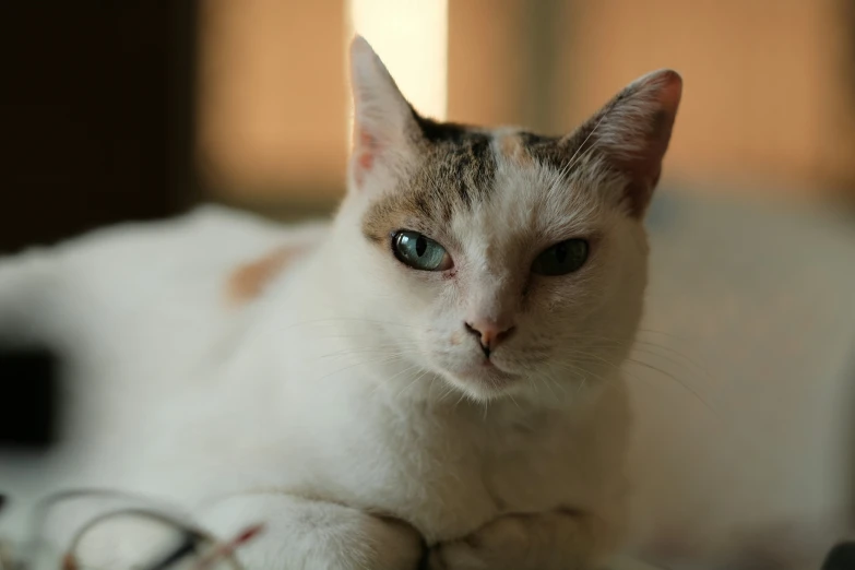 a cat laying on the surface in the daytime