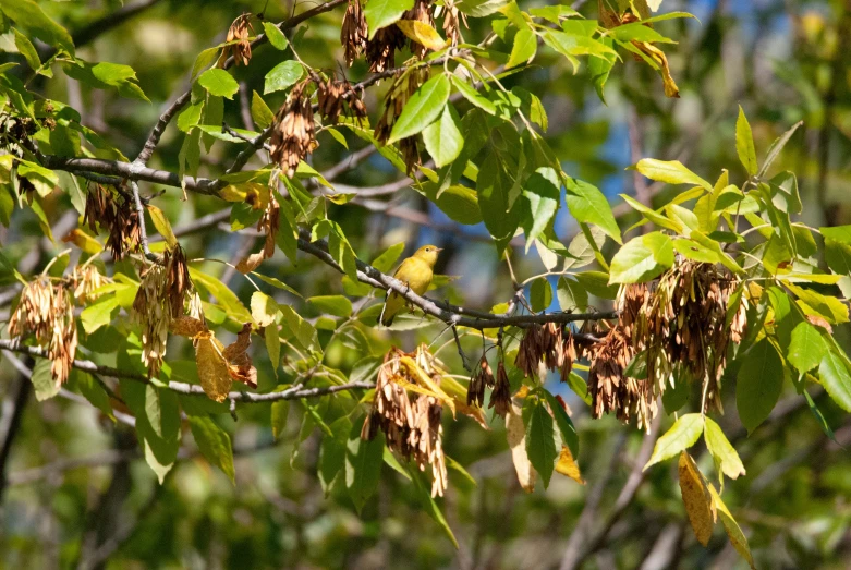 a close up of a tree with leaves