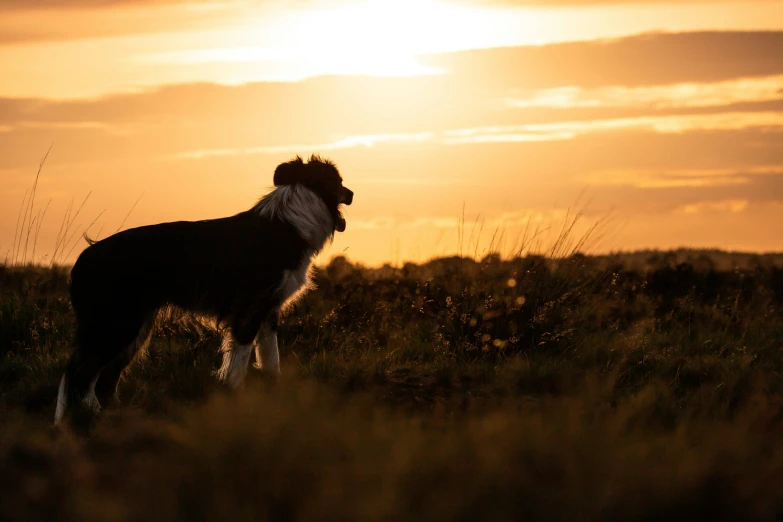 the dog is alone in a field near the sun