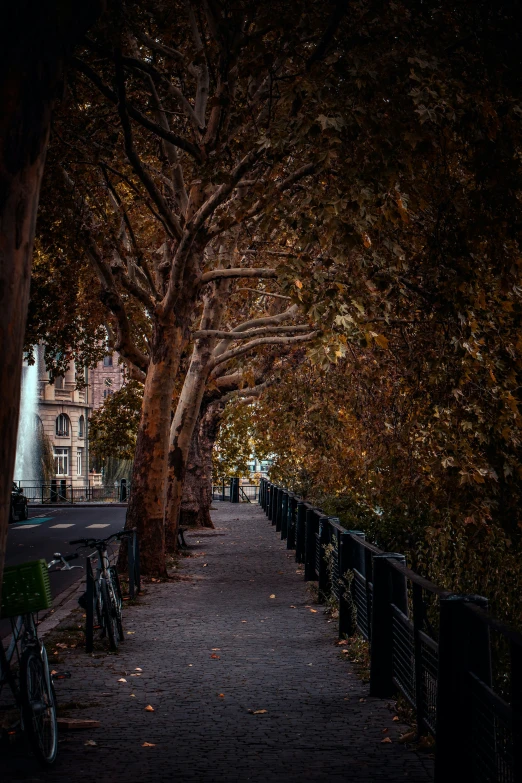 a view looking down the road in a park lined with trees