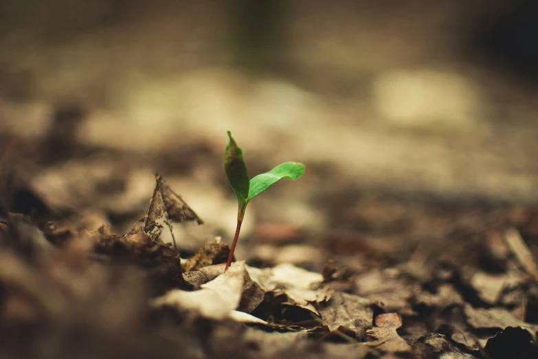 a young plant sits in the dirt