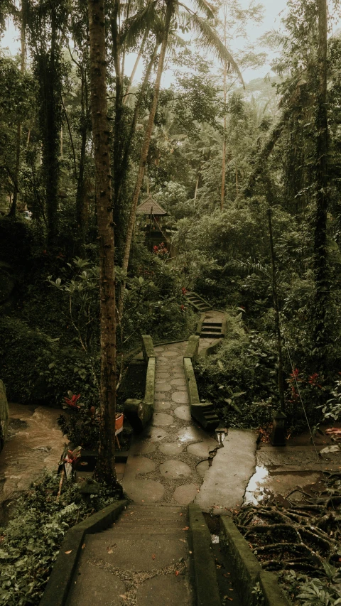 a pathway in the woods leading to several platforms