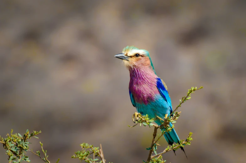 a bird that is perched on top of a tree