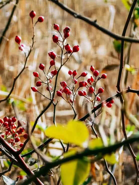 the red flower is growing among the green leaves