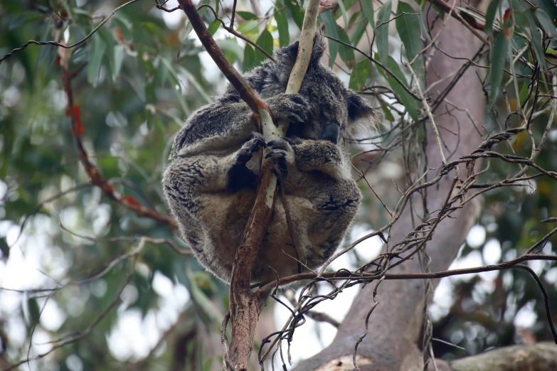 an animal sitting on top of a tree nch