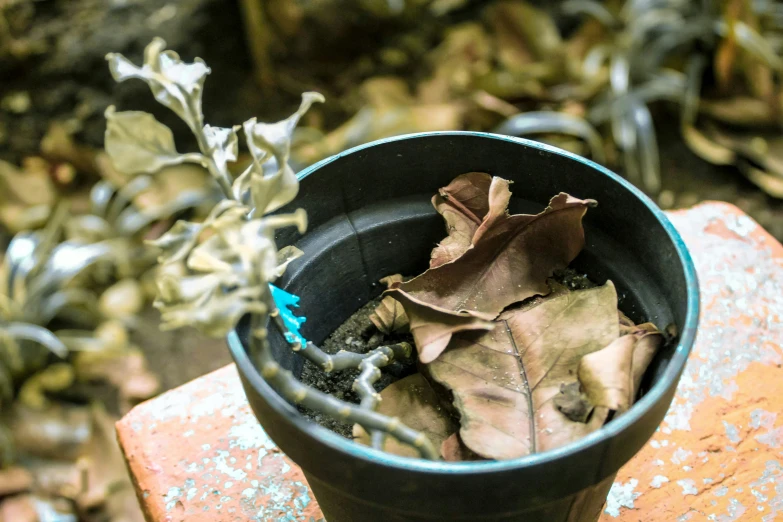 a leaf sits in a vase in the middle of dirt