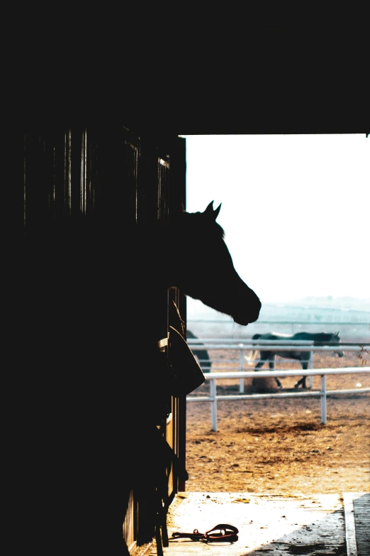 an open door leading to a stable with cows in the barn