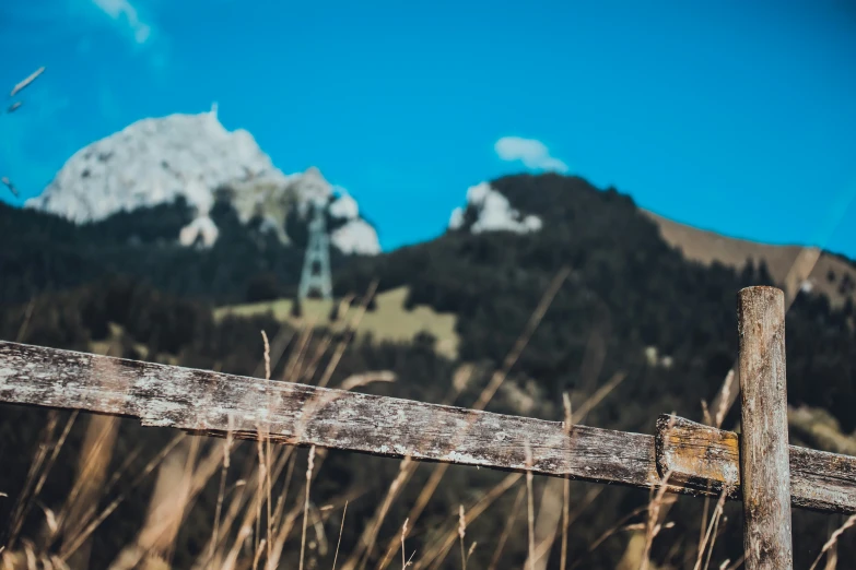 a small bird perched on top of a wooden fence