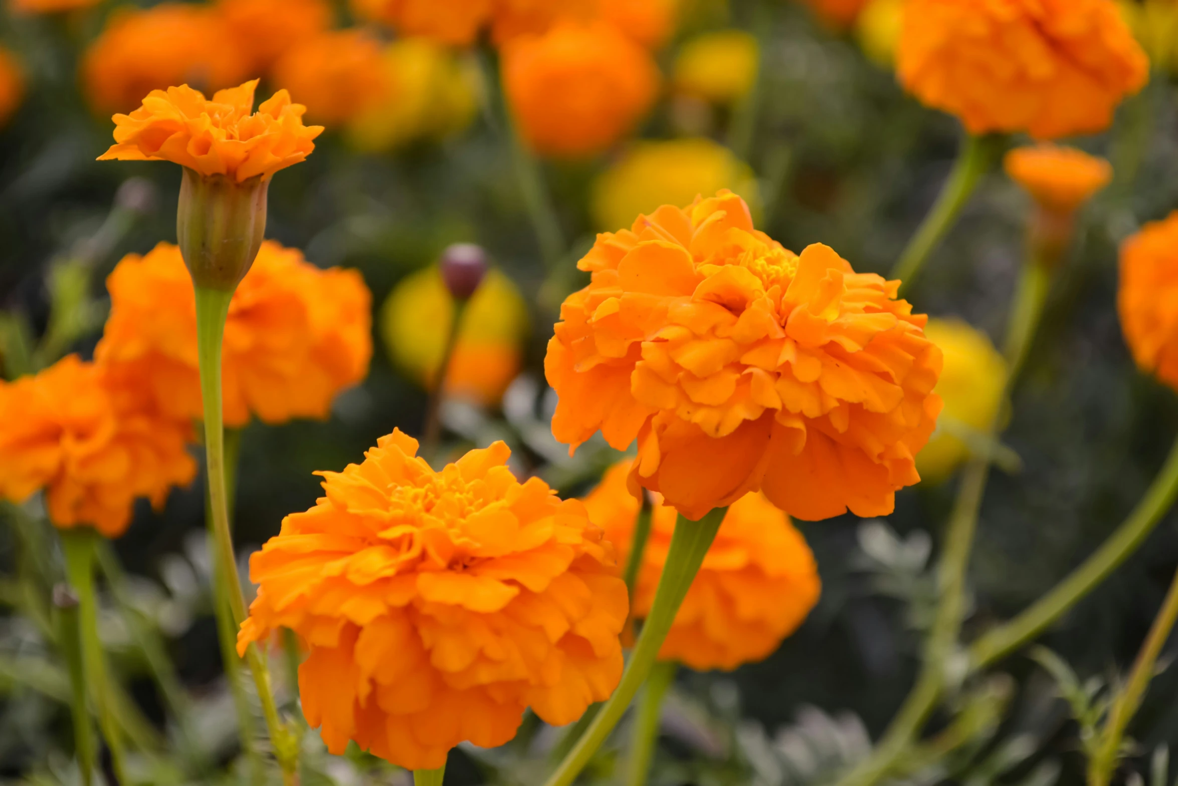 a large group of orange flowers growing in a garden