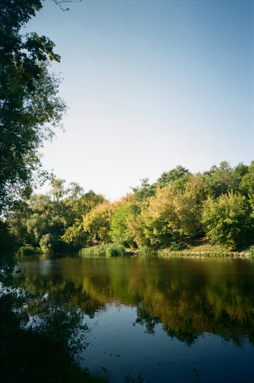 a river flowing through a lush green forest