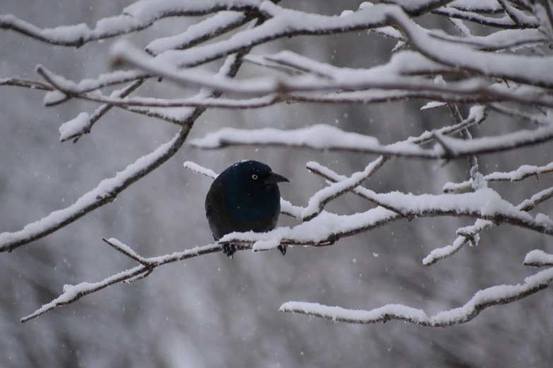 a small bird is perched on the nch of a tree in the snow