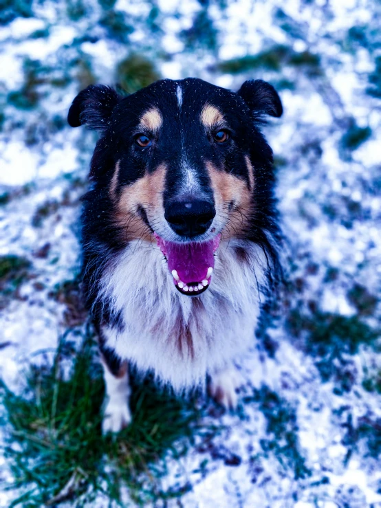 an adorable dog sitting in the snow on a sunny day