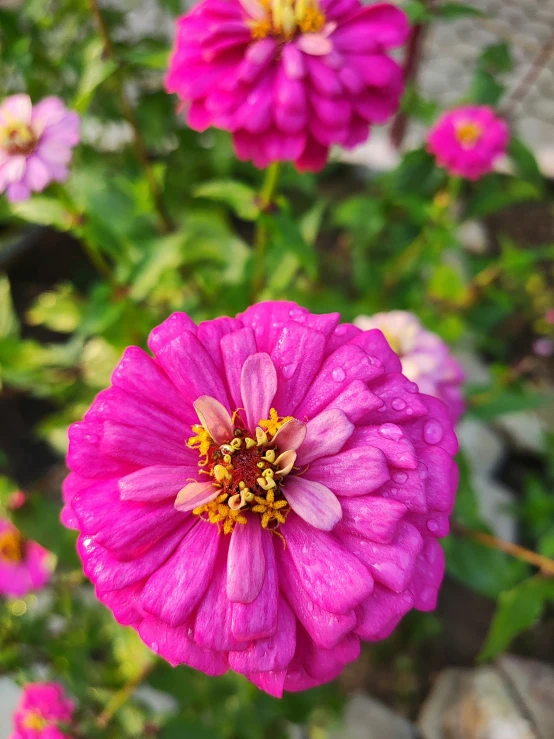 purple flowers that are growing together on the ground