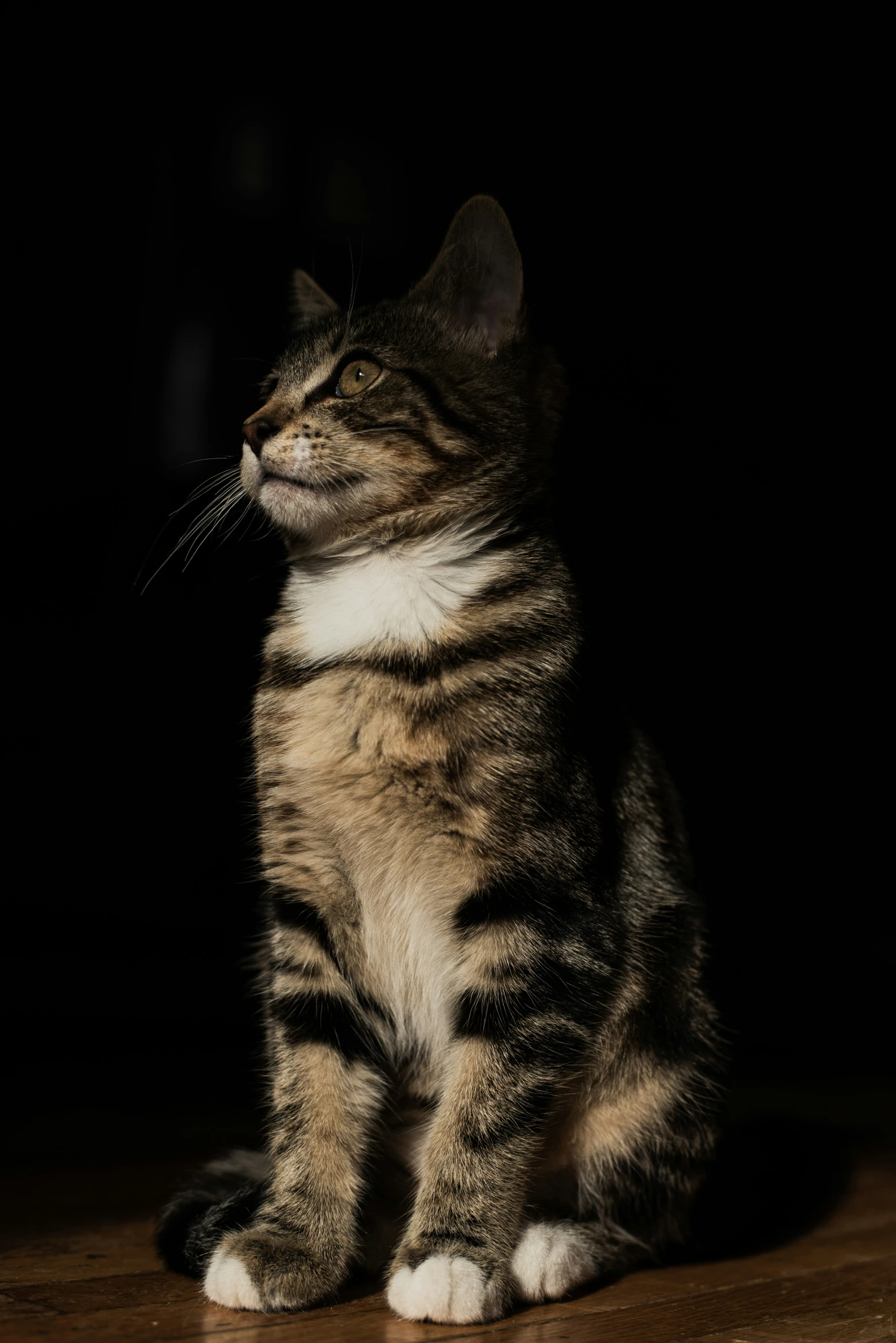 a black brown white and gray cat sitting on a table