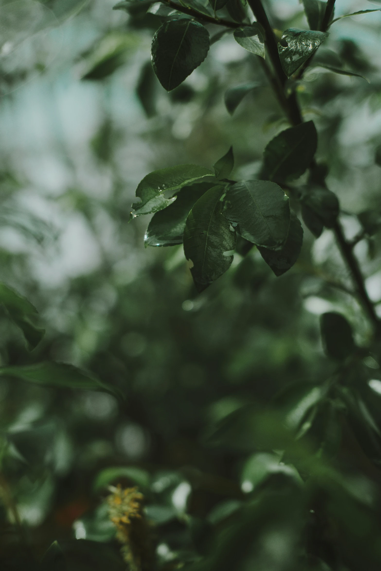 a closeup of green leaves against the sky